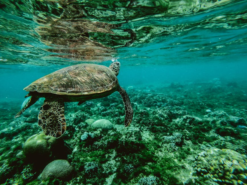 Já pensou em estudar Oceanografia na Rússia?